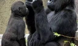 网友爆料哭闹猩猩视频,哭闹猩猩视频引发网友热议