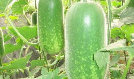 猎奇网红吃瓜网站大全,带你领略网络奇观世界