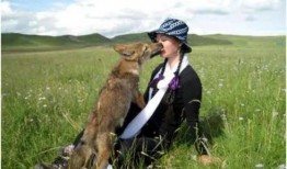 引狼入室 在线观看