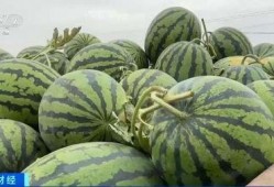 网红戈优吃瓜1块钱,一元揭秘娱乐圈幕后真相