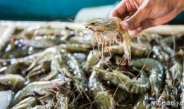 厄瓜多尔虾爆料视频大全,揭秘视频大全背后的真相与争议