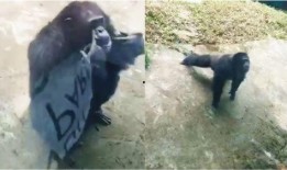 网友爆料哭闹猩猩视频,哭闹猩猩视频引发网友热议