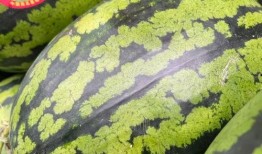 娱乐吃瓜钱,吃瓜群众如何用“钱”解锁明星幕后故事